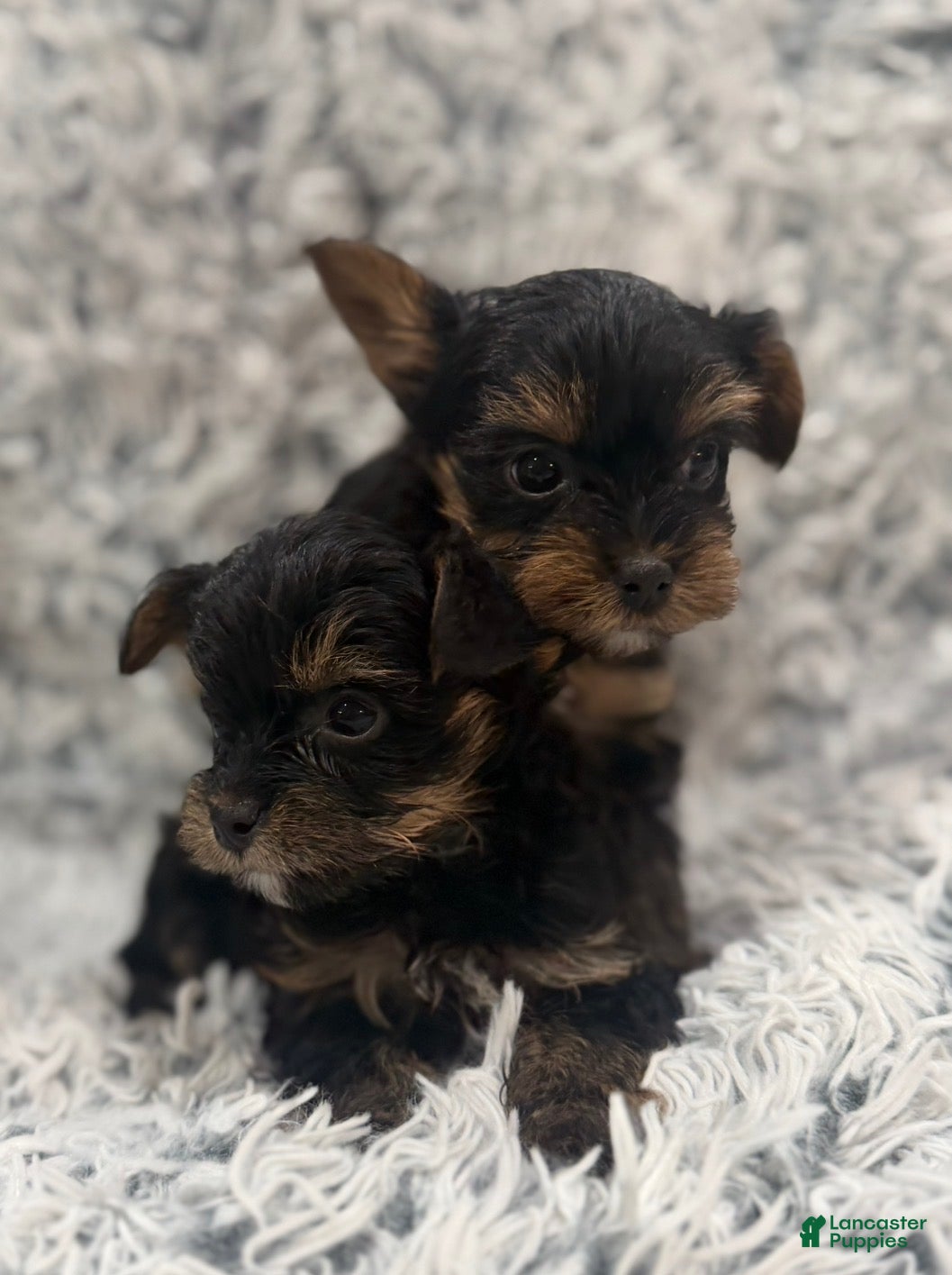 Yorkshire Terrier dogs Tru  - Ad 2