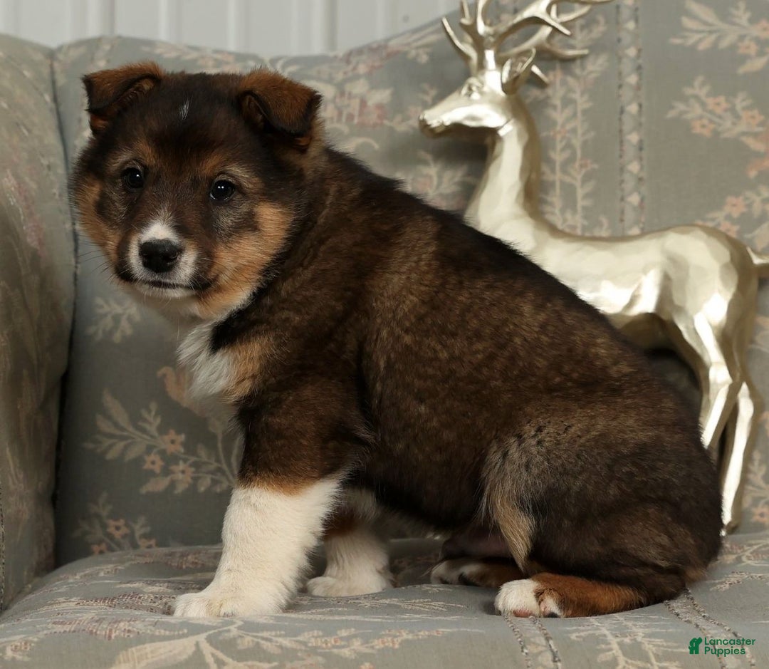 Australian Shepherd dogs for sale: Zeke - Ad 4