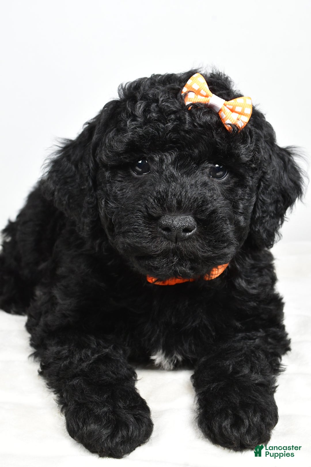 Mini Goldendoodle dogs for sale: AJ - Ad 2