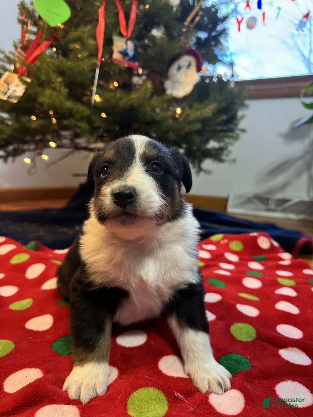 Australian Shepherd dogs for sale: Polar - Ad 6