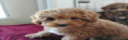 Cavapoo dogs for sale: Kenderick - Ad 7
