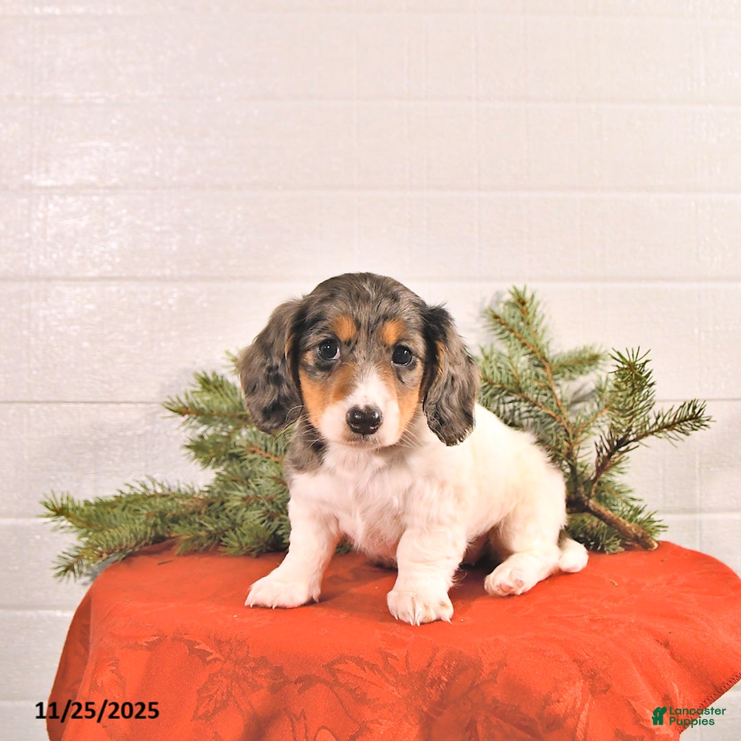 Miniature Dachshund dogs for sale: Starla - Ad 1