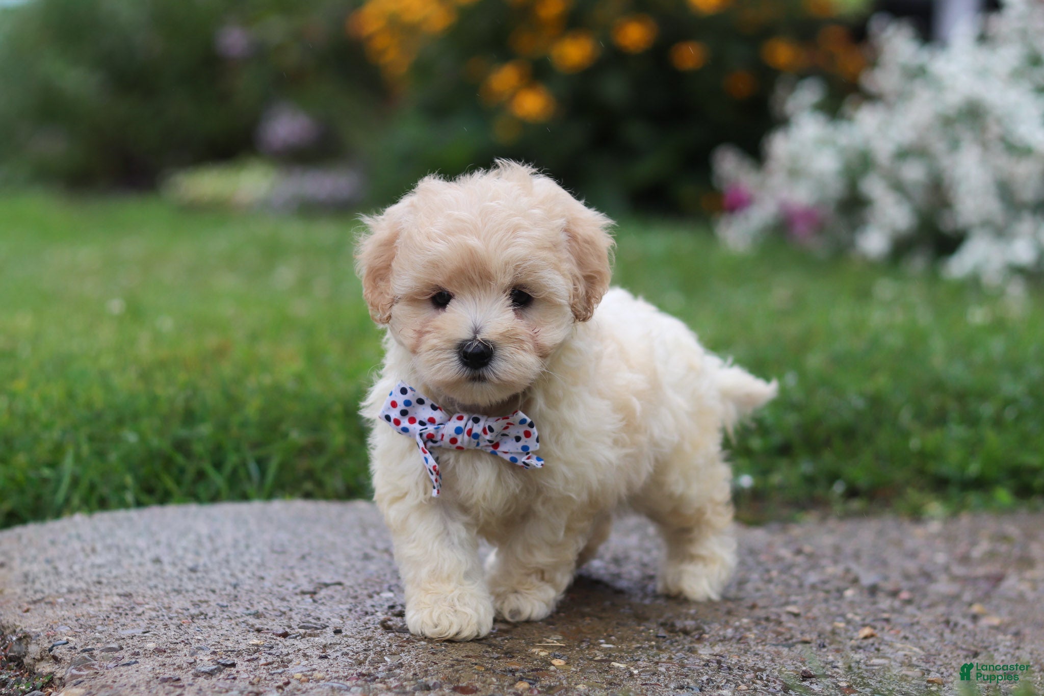 Mixed Breed dogs Riley - Ad 1