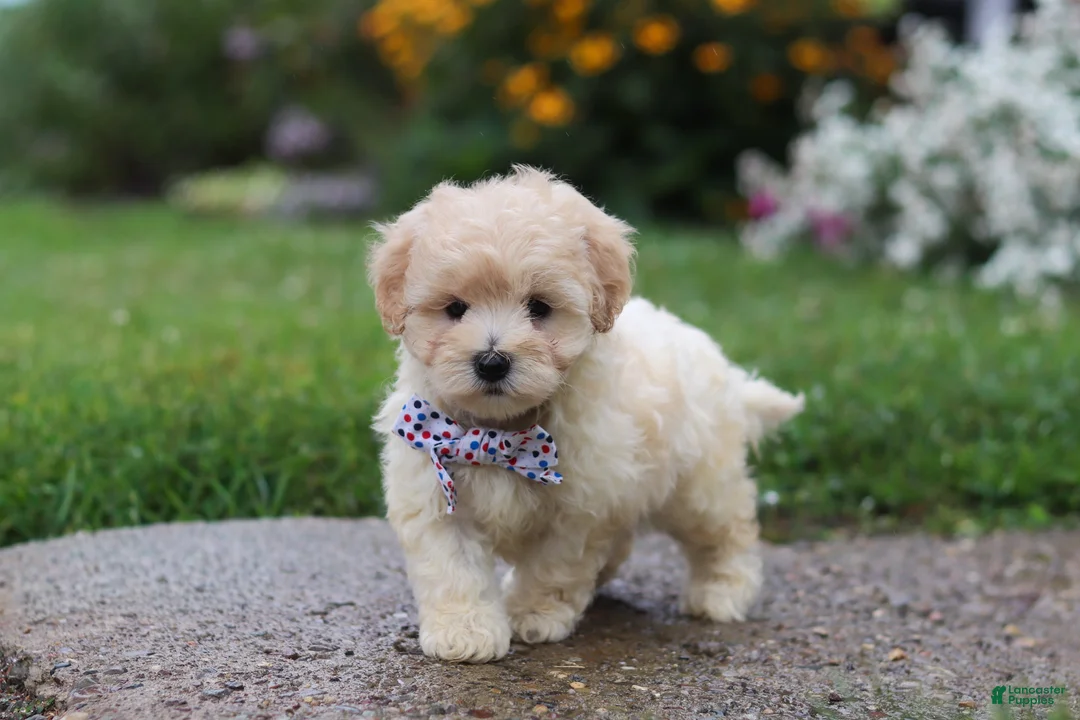 Mixed Breed dogs for sale: Riley - Ad 1