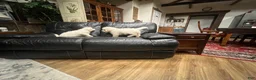 Golden Retriever dogs for sale: Golden Retriever 2 - Ad 3