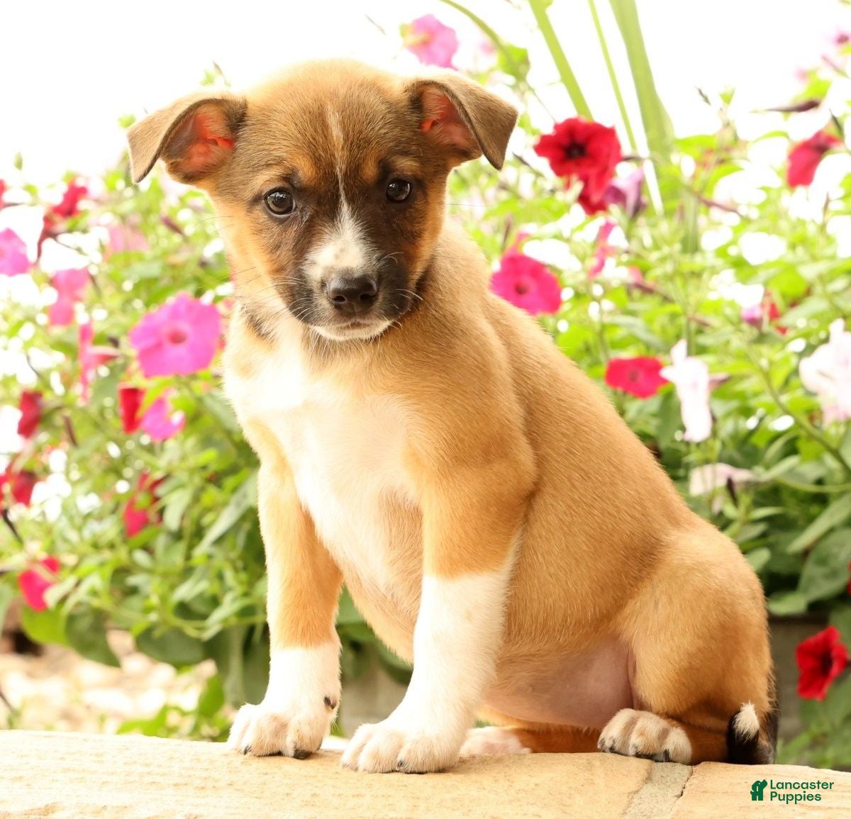 Miniature Australian Shepherd dogs Belle - Ad 1