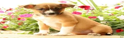 Miniature Australian Shepherd dogs for sale: Belle - Ad 1