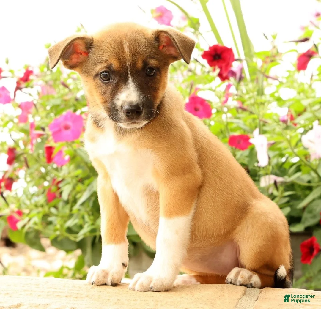Miniature Australian Shepherd dogs for sale: Belle - Ad 1