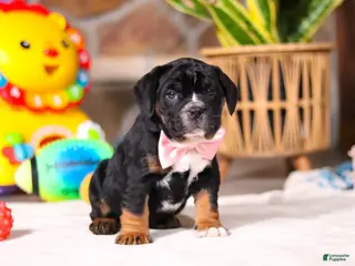 Beabull dogs Faith - Ad 2