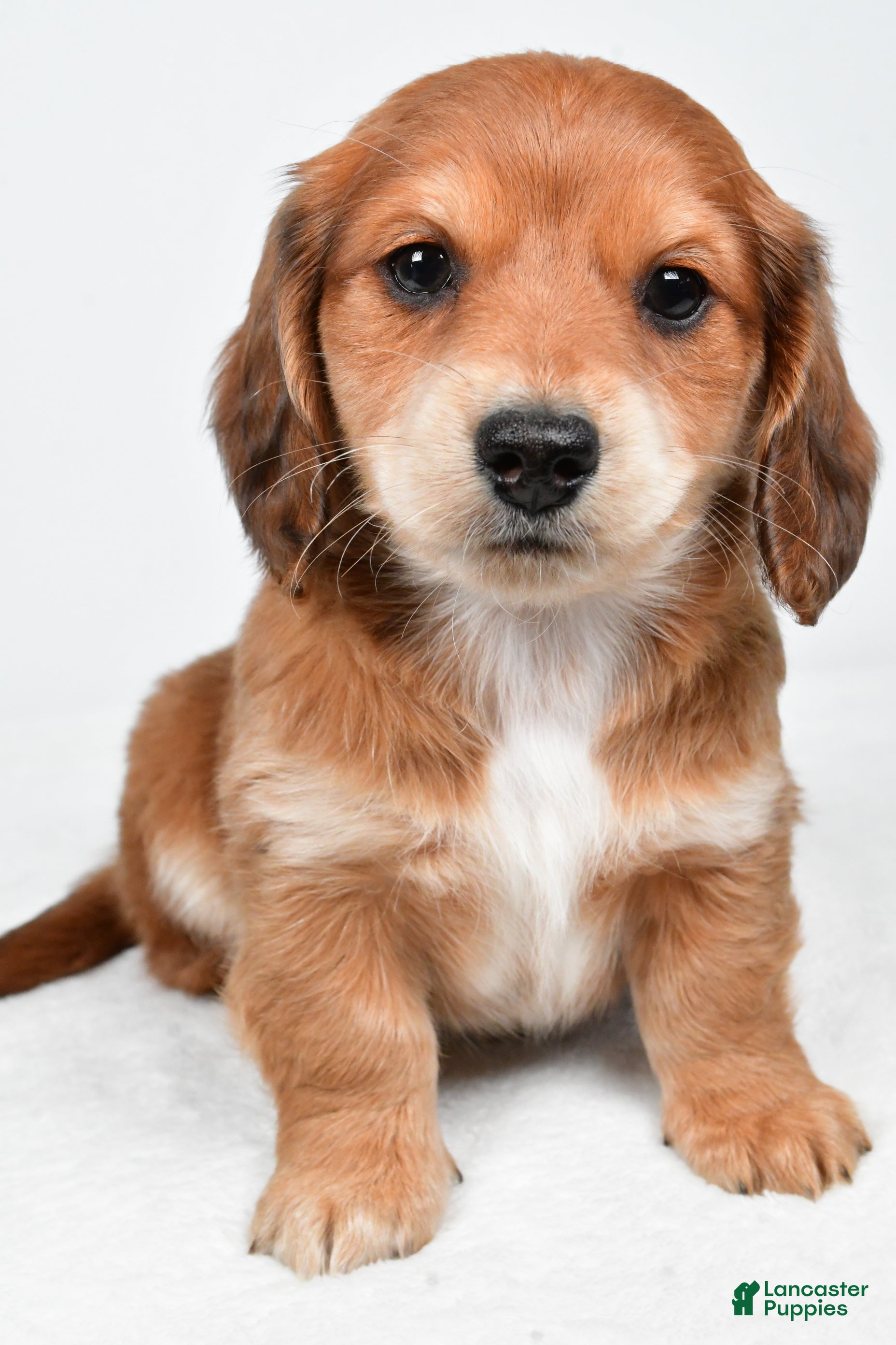 Miniature Dachshund dogs Sadie - Ad 2