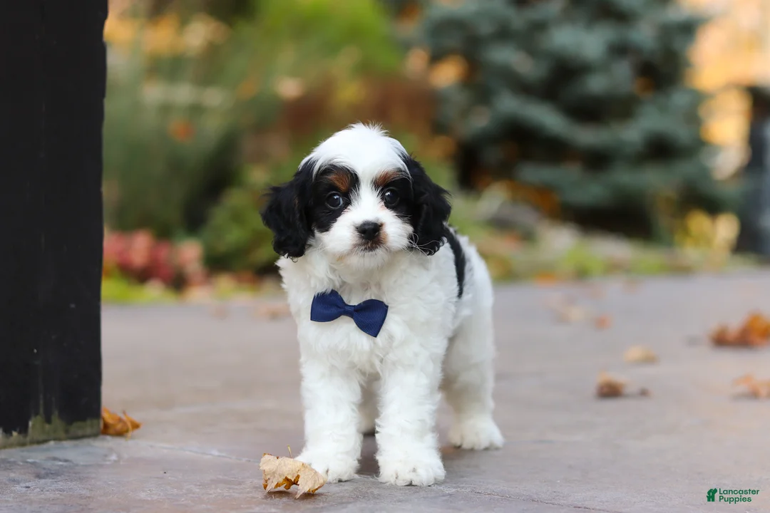 Cavapoo dogs for sale: Waylon - Ad 2