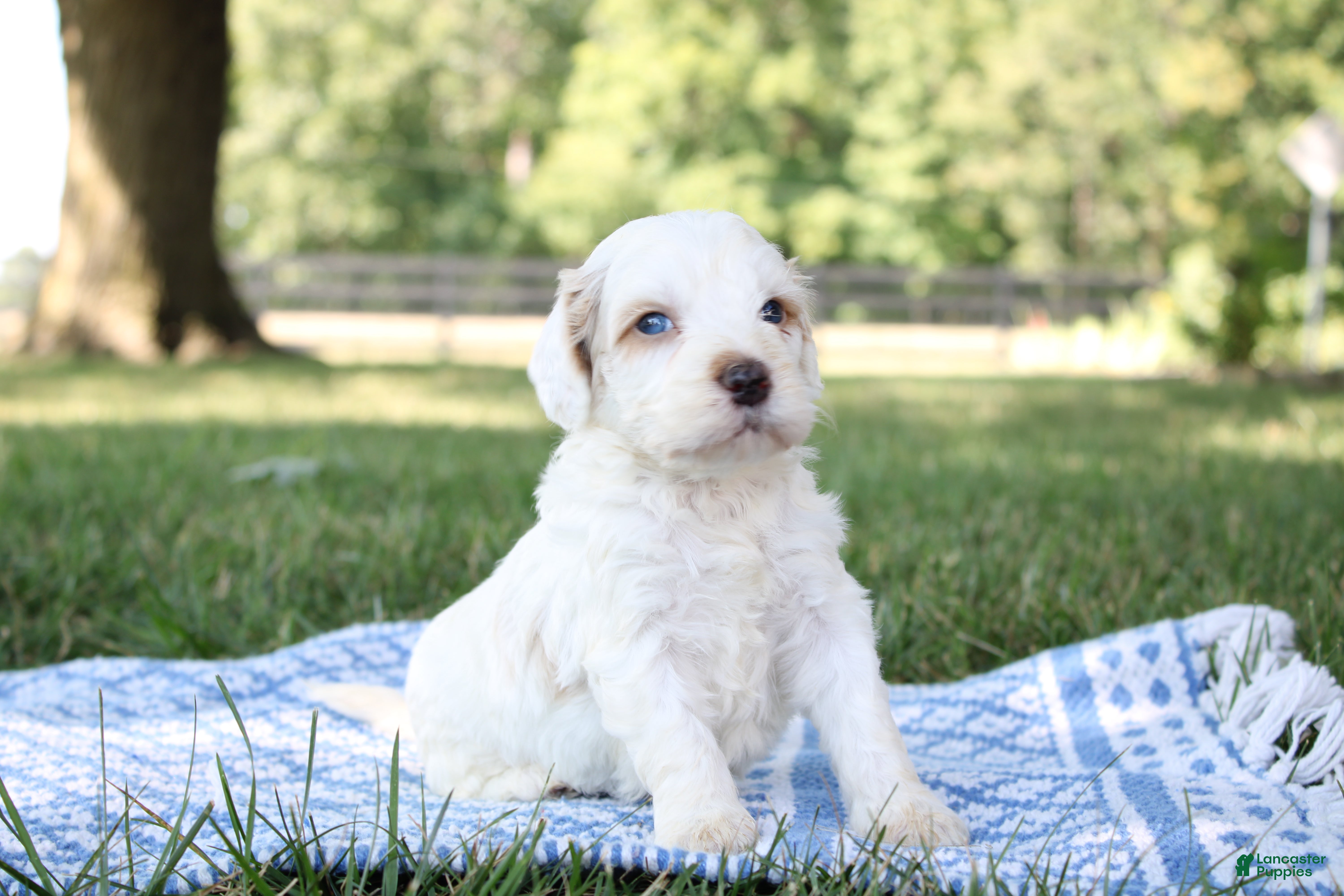 Mini Goldendoodle dogs Vlad - Ad 2