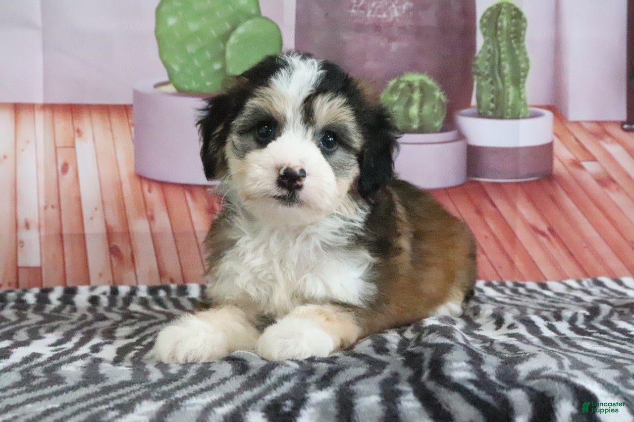 Mini Bernedoodle dogs Sophie - Ad 2