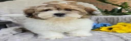 Shihpoo dogs for sale: Sparky - Ad 5