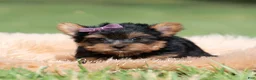Yorkshire Terrier dogs for sale: Sugar Plum - Ad 3