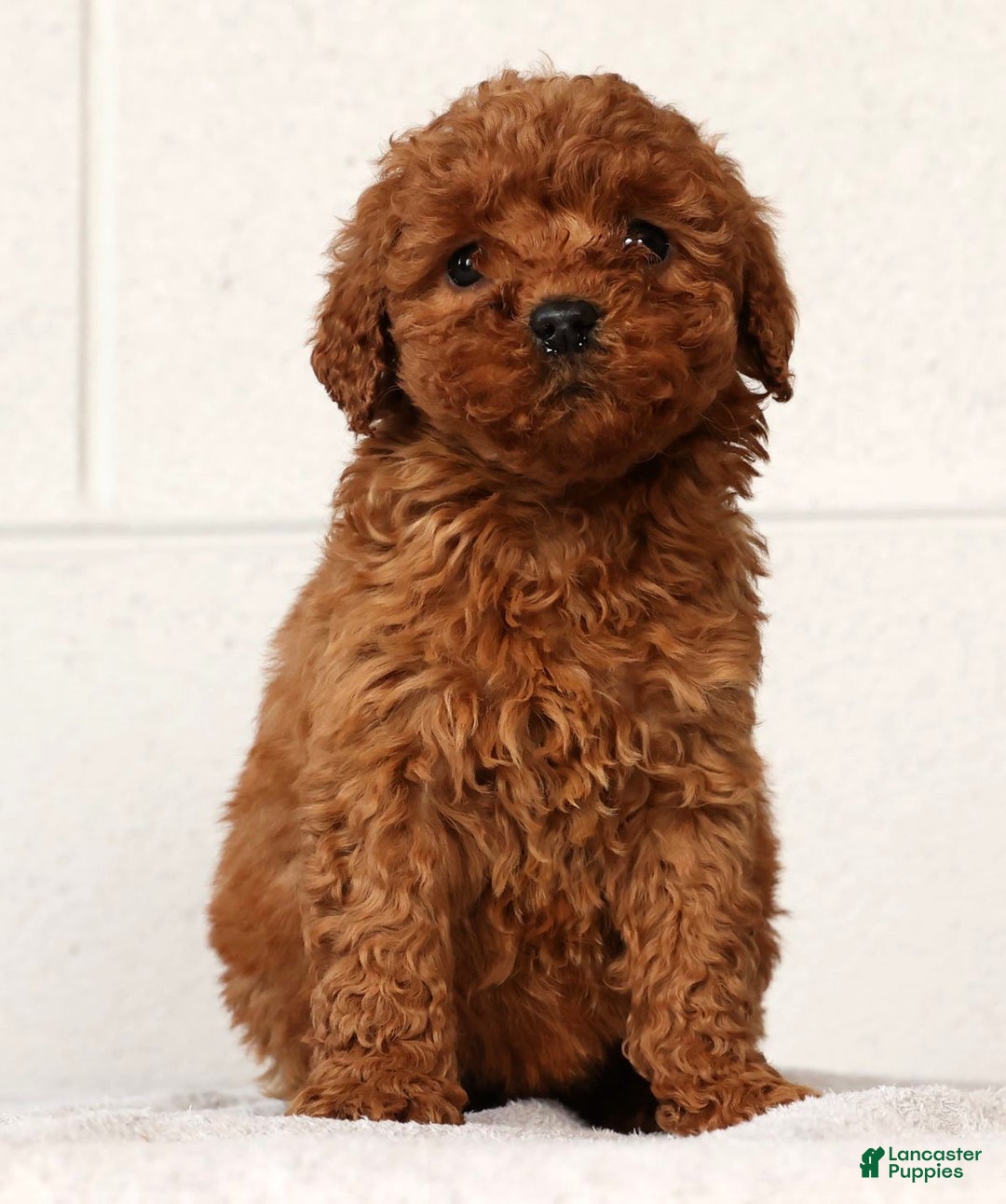 Mini Goldendoodle dogs for sale: Lou - Ad 1