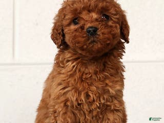 Mini Goldendoodle dogs Lou - Ad 19