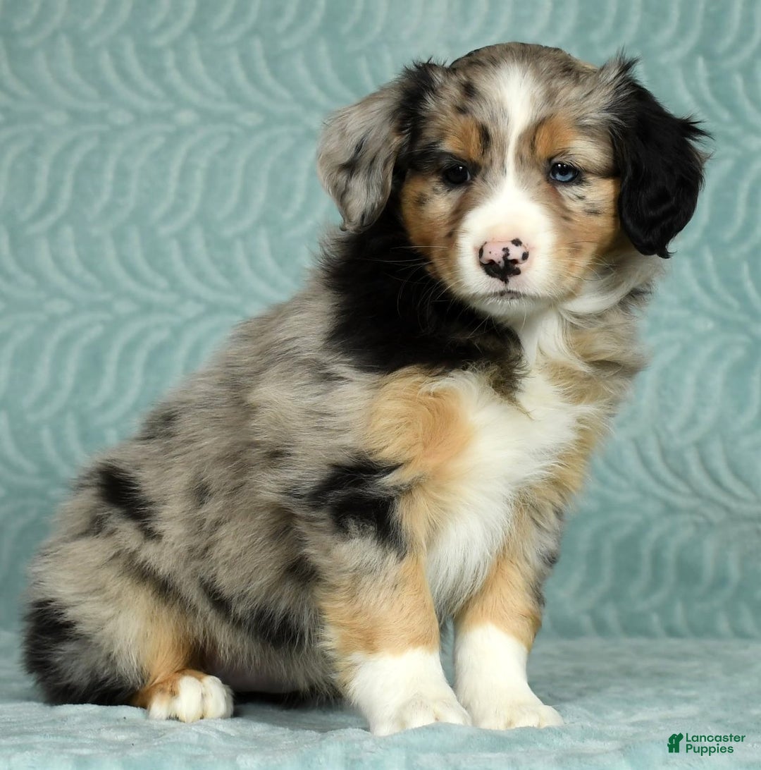 Australian Shepherd Puppies for sale in Shreve, Ohio Lancaster