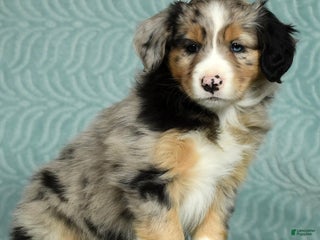 Australian Shepherd dogs - Ad 33