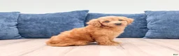Miniature Labradoodle dogs for sale: Oliver - Ad 3