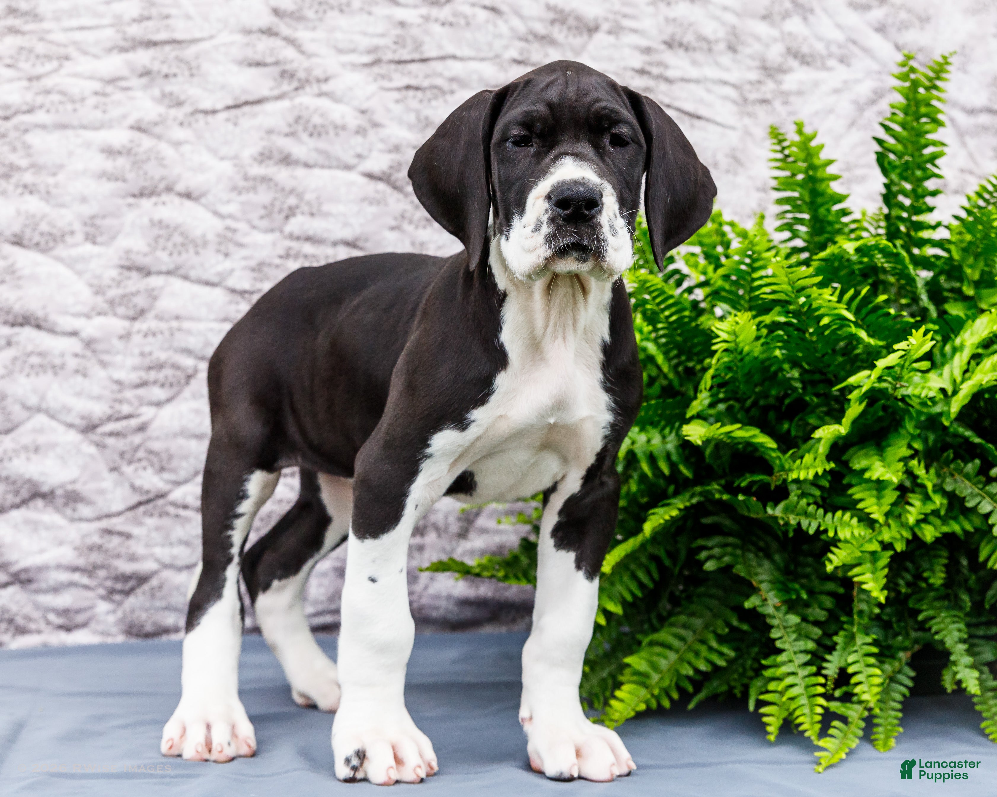 Great Dane dogs Kim - Ad 1