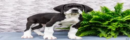 Great Dane dogs for sale: Kim - Ad 1