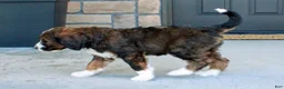Bernedoodle dogs for sale: Bella - Ad 7