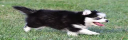Pomsky dogs for sale: Patrick - Ad 11