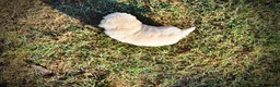 Havapoo dogs for sale: Leo-Sale!!! - Ad 4