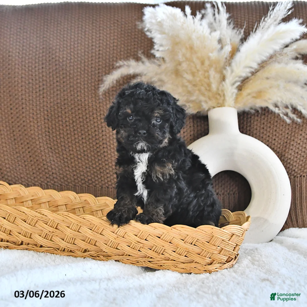 Toy Poodle dogs for sale: Lillie - Ad 2