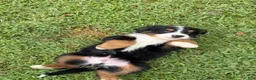 Bernese Mountain Dog dogs for sale: Bernese Mountain Dog 1 - Ad 24
