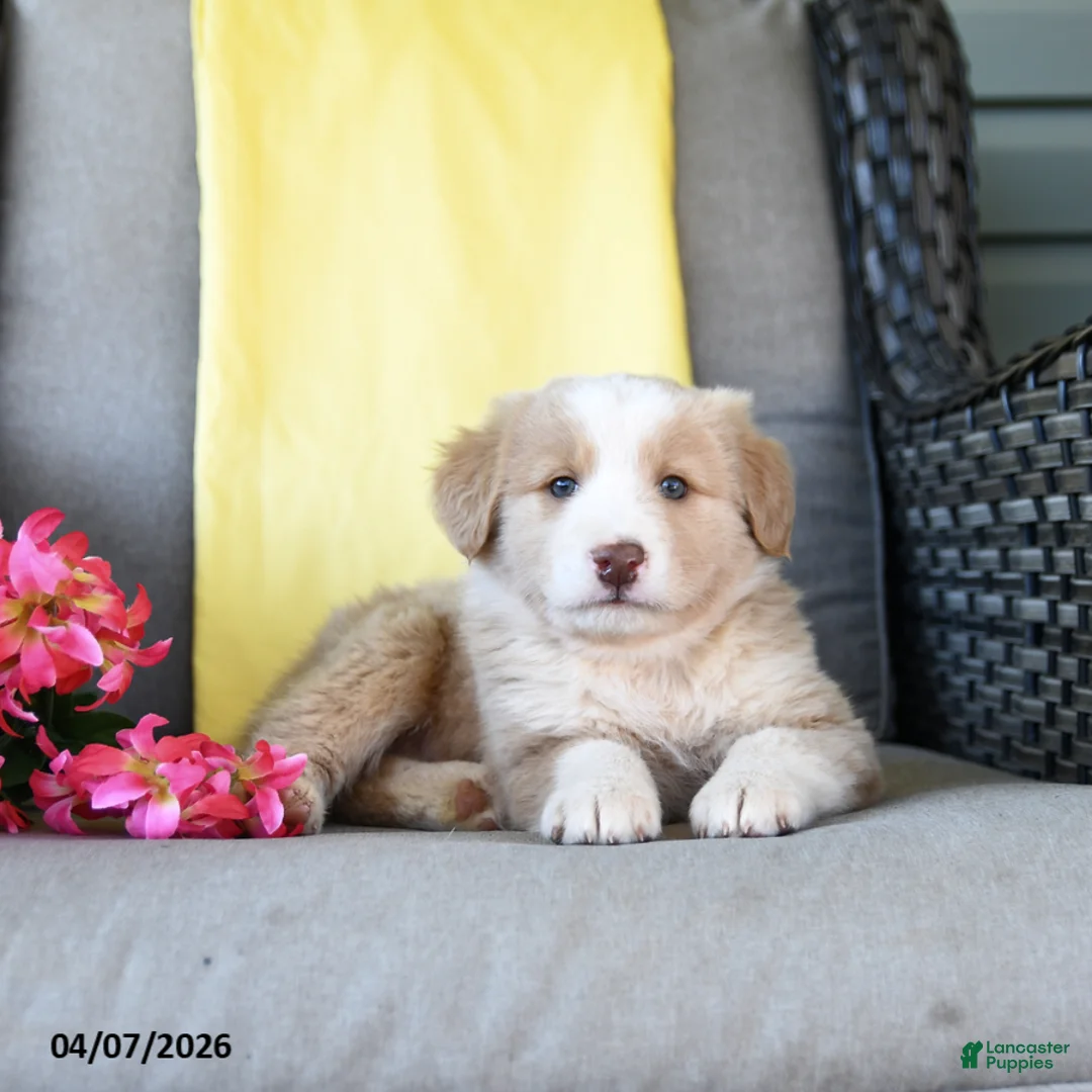 Australian Shepherd dogs for sale: Rose  - Ad 5