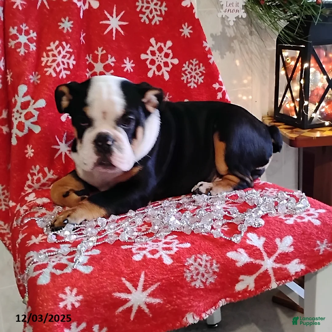 English Bulldog dogs for sale: Reuben - Ad 5