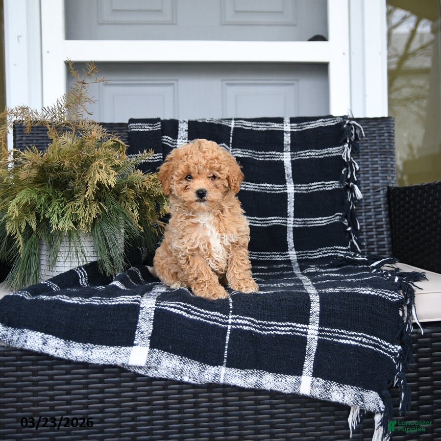 Bichon Frise dogs for sale: Susan - Ad 1