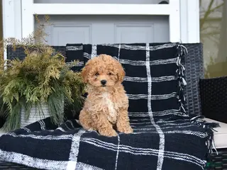 Bichon Frise dogs for sale: Susan - Ad 1