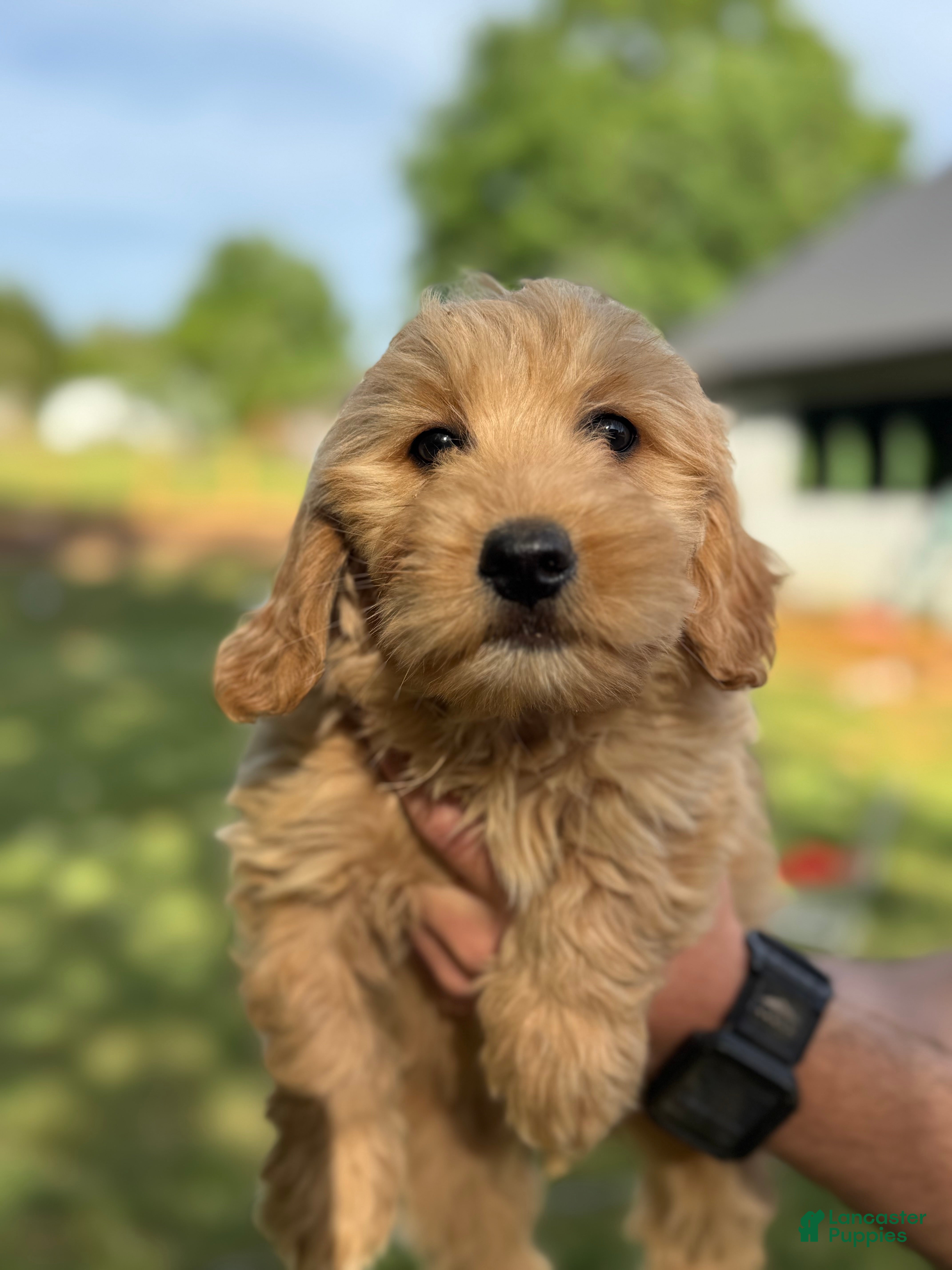 Mini Goldendoodle dogs Mini Goldendoodle Puppy 3 - Ad 7