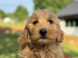 Mini Goldendoodle dogs Mini Goldendoodle Puppy 3 - Ad 7