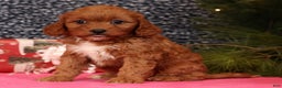 Cavapoo dogs for sale: Liberty - Ad 6