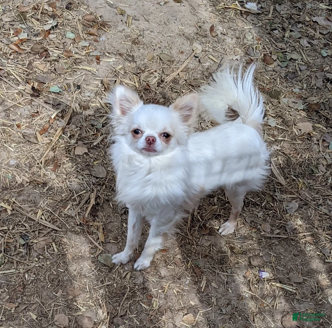 Chihuahua dogs for sale: Diamond Tiny Apple Head Female  - Ad 2