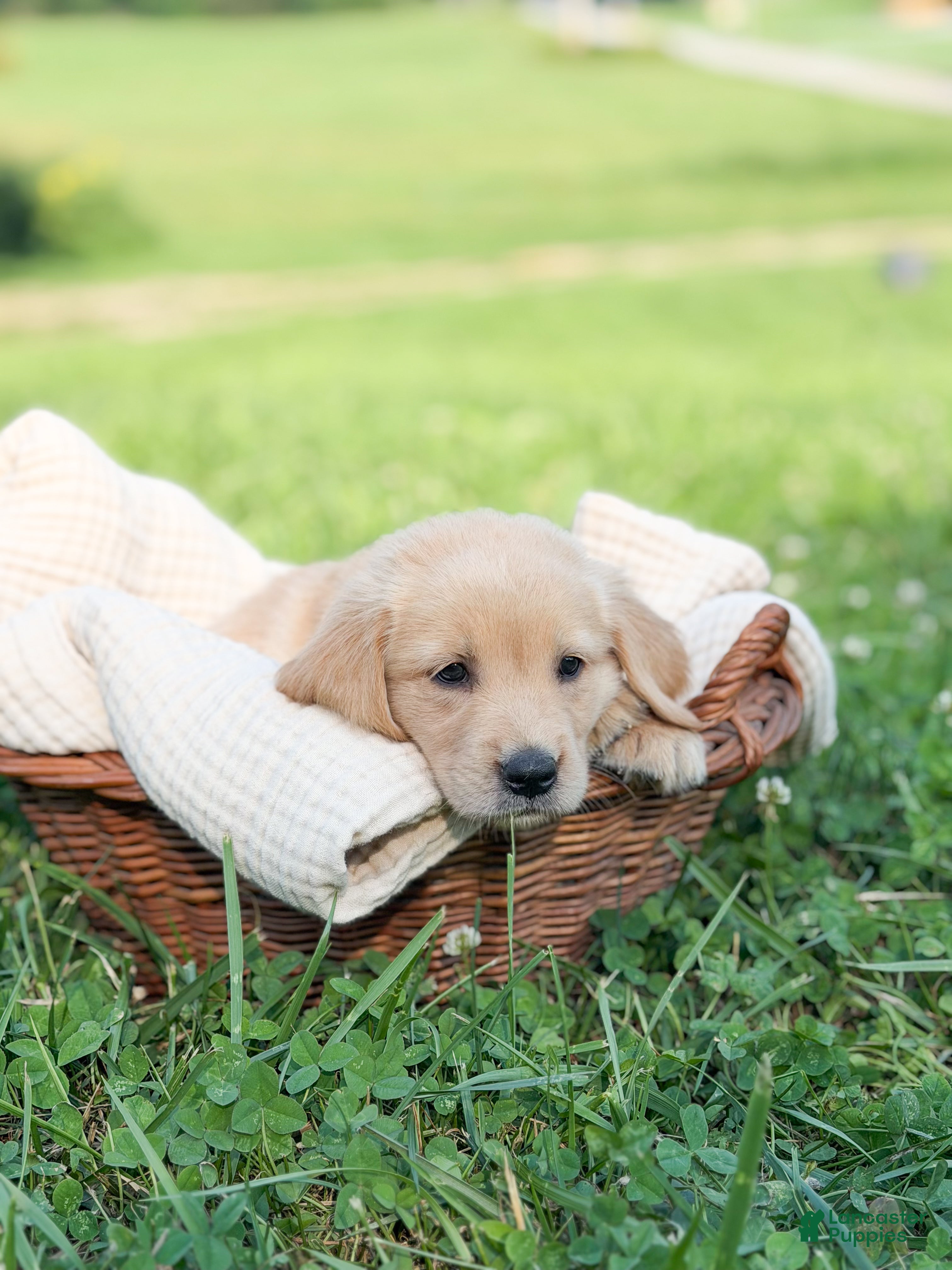 Golden Retriever dogs Fern - Ad 11