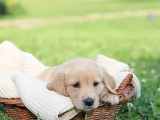 Golden Retriever dogs Fern - Ad 11