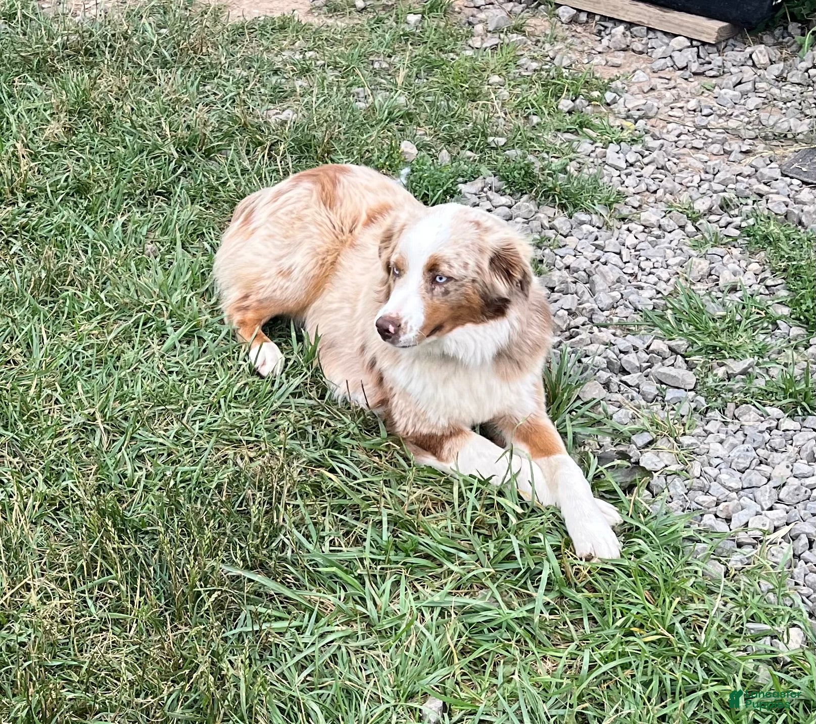 Mixed Breed dogs Honey  - Ad 2