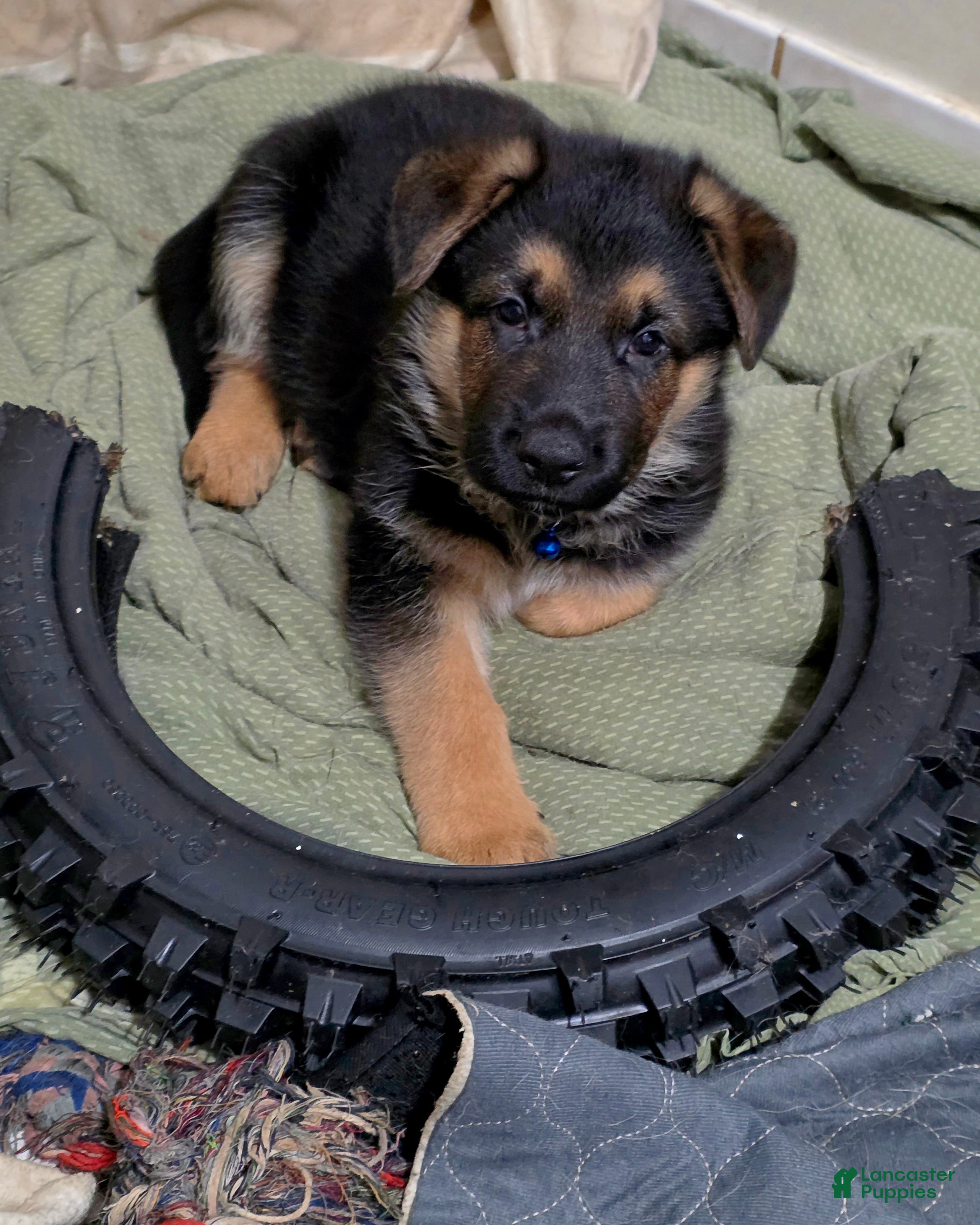 German Shepherd dogs HULK 🐾 - Ad 2