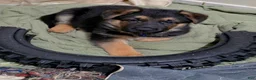 German Shepherd dogs for sale: HULK 🐾 - Ad 2