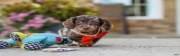 Miniature Dachshund dogs for sale: Benson - Ad 6