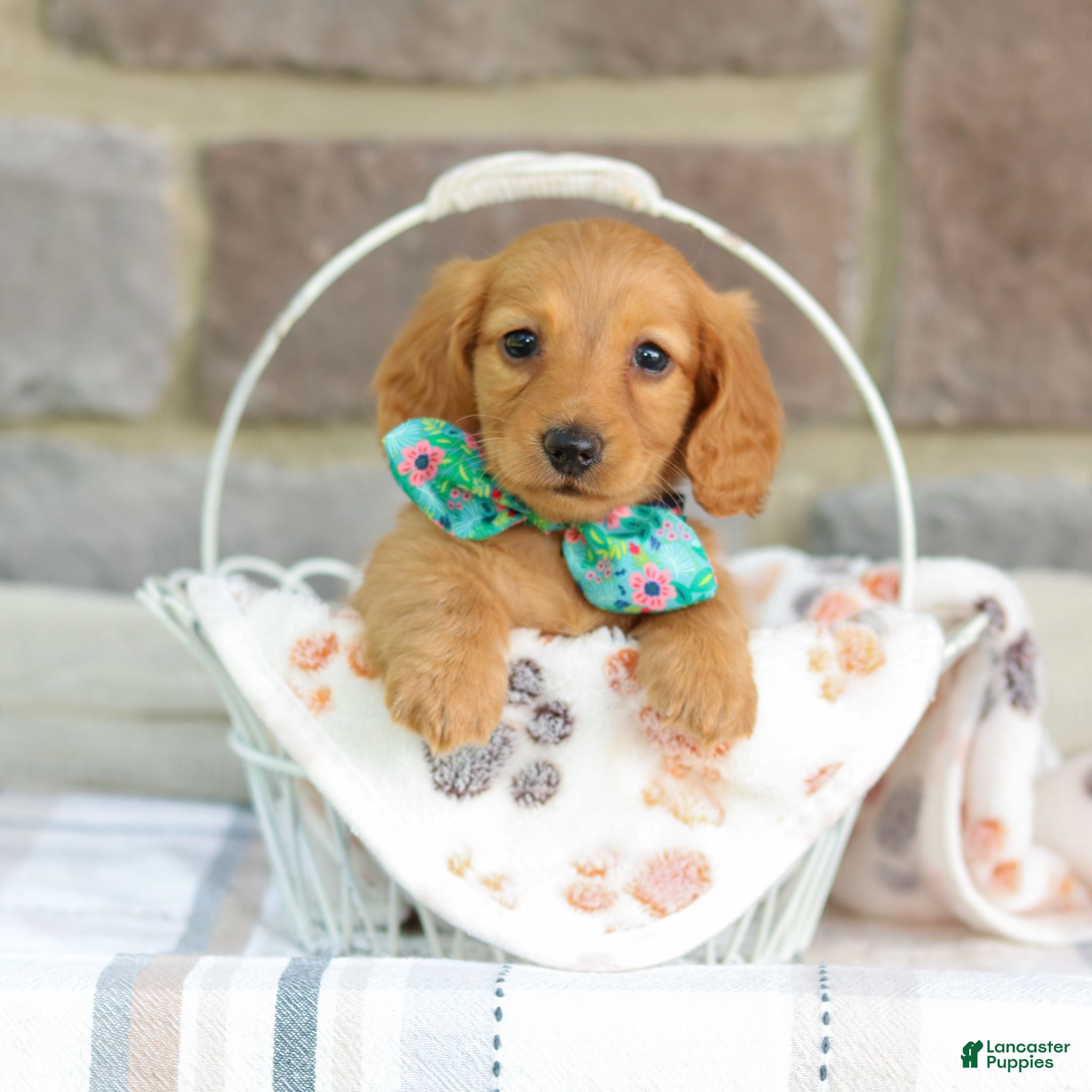Miniature Dachshund dogs Miniature Dachshund 4 - Ad 1