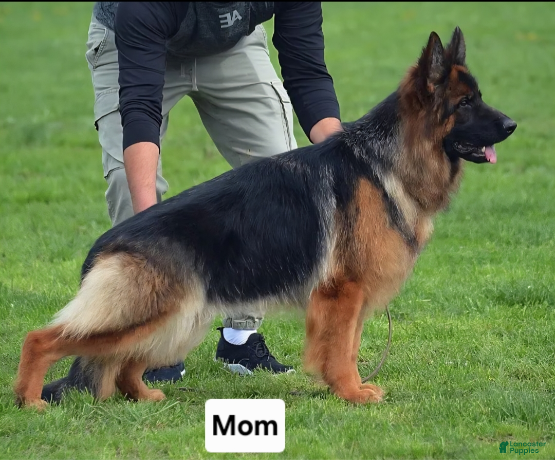 German Shepherd dogs German Shepherd 2 - Ad 2