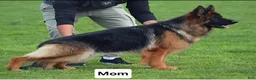 German Shepherd dogs for sale: German Shepherd 2 - Ad 2