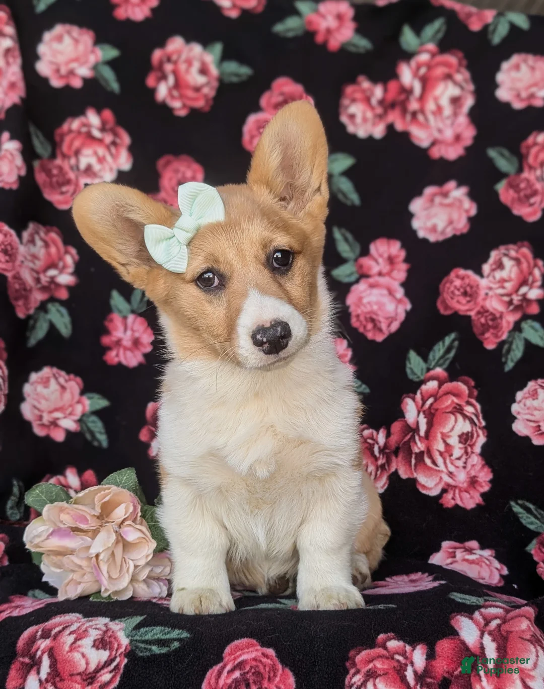 Welsh Corgi Pembroke dogs for sale: Jillian - Ad 2