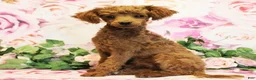 Toy Poodle dogs for sale: Dustin - Ad 1